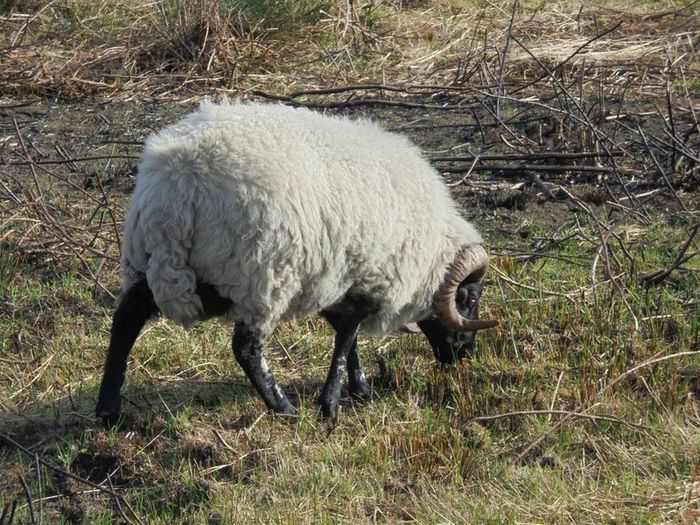 Vasectomised  Horned Teaser Rams