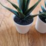 Ikea Mini Succulent Desk Plants Image 3