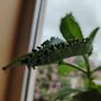Houseplant Mother of Thousands Image 4