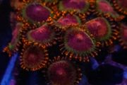 Speckled krakatoa colony