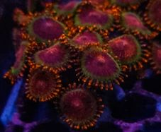 Speckled krakatoa colony