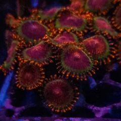 Speckled krakatoa colony