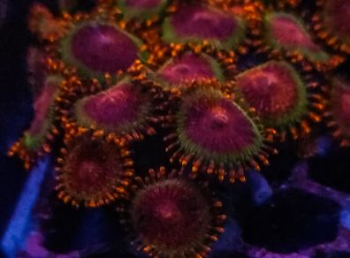 Speckled krakatoa colony