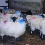 Mule ewe lambs Image 4
