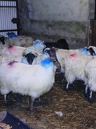 Mule ewe lambs