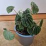 Peperomia caperata emerald ripple Image 2