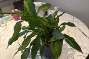 Peace Lily Spathiphyllum