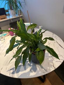 Peace Lily Spathiphyllum