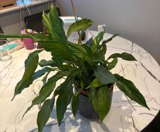 Peace Lily Spathiphyllum