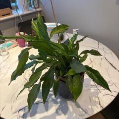 Peace Lily Spathiphyllum