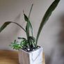 Sansevieria 'Sayuri' plant in white ceramic pot Image 7