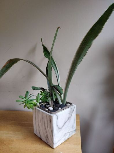 Sansevieria 'Sayuri' plant in white ceramic pot