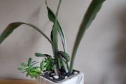 Sansevieria 'Sayuri' plant in white ceramic pot