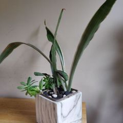 Sansevieria 'Sayuri' plant in white ceramic pot