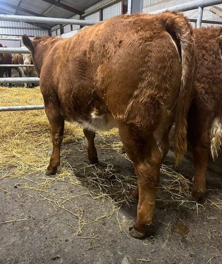 5 BB Bull