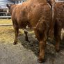 5 BB Bull Image 6