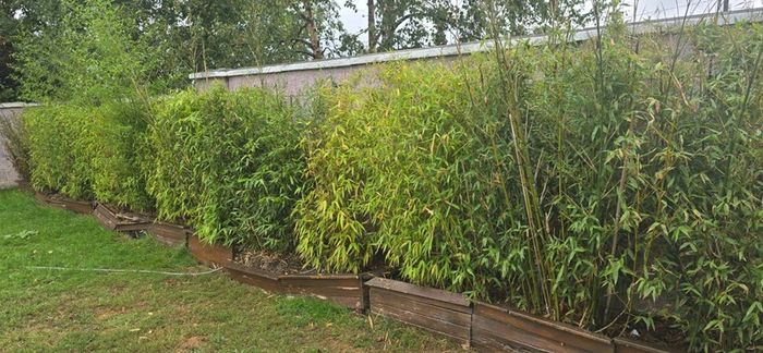 Bamboo for Sale