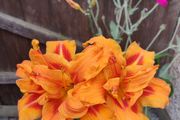 Day Lily /Hemerocallis fulva 'Flore Pleno' plant