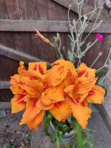 Day Lily /Hemerocallis fulva 'Flore Pleno' plant