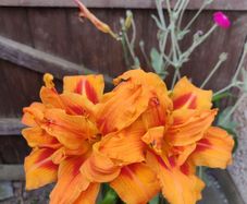 Day Lily /Hemerocallis fulva 'Flore Pleno' plant