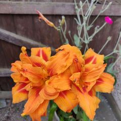 Day Lily /Hemerocallis fulva 'Flore Pleno' plant