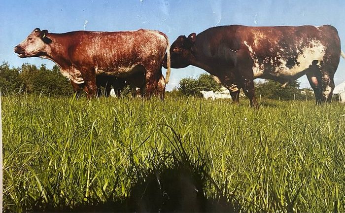 Registered Purebred Shorthorn Bull