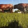 Registered Purebred Shorthorn Bull Image 4
