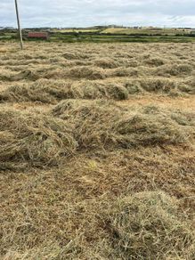 Hay