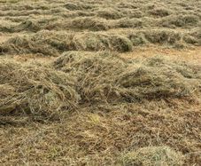 Hay