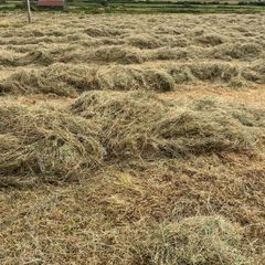 Hay