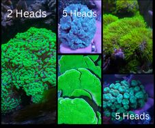 Coral Packs