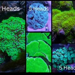 Coral Packs