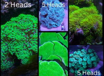 Coral Packs