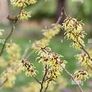 Witch Hazel /amazing aroma Image 2
