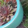 Blooming now Mature Succulent Arrangements in Glazed CeramicPot Image 10