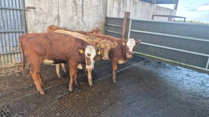 Heifers