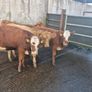 Heifers Image 2