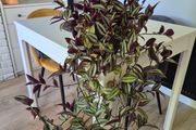 plant "inch plant"