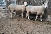 Blue Leicester rams