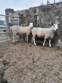 Blue Leicester rams