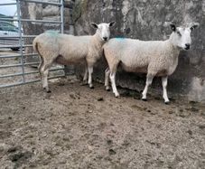 Blue Leicester rams