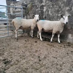 Blue Leicester rams
