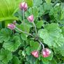 Geum Rivale (Water Avens) Image 2
