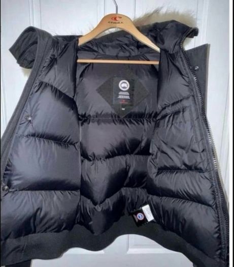 Canada goose