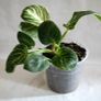 Philodendron - Birkin Image 3