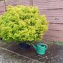 cryptomeria japonica elegans Image 6