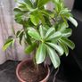 plant Image 2