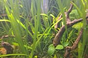 Vallisneria