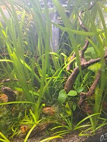 Vallisneria