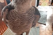 taxidermy sparrowhawk